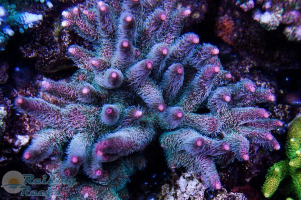 Кракен супернет ссылка kraken link24 info