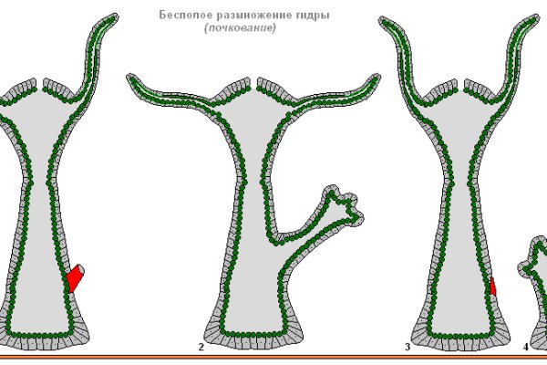 Не могу зайти на кракен