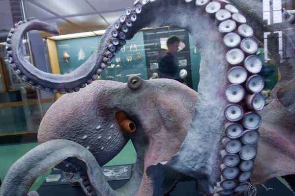 Кракен сайт магазин kraken clear com