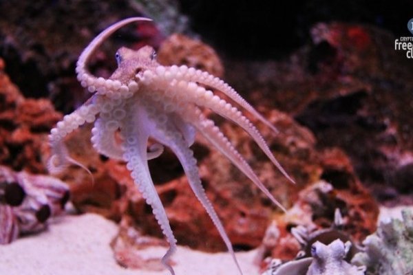 Kraken whitenet зеркала