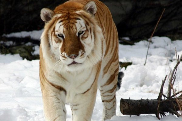 Магазины наркотиков