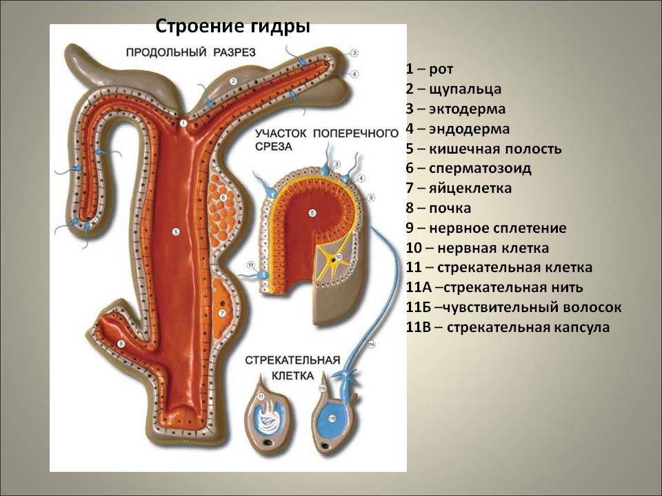 Kraken сайт вход