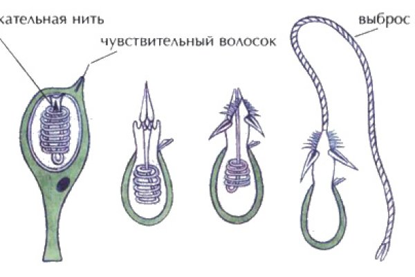 Kraken 6 at